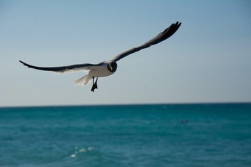 Mouette en vol au dessus de la mer des Caraïbes