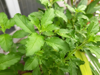 Holy basil in the garden