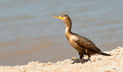 Cormorant perched on the coast 