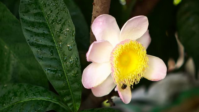 Honey bee flying toward pink blossom Gustavia superba. slow motion.