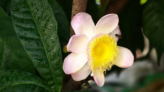 Honey bee flying toward pink blossom Gustavia superba. slow motion.
