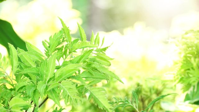 Nature background blurred of Polyscias fruticosa tree under shining light.