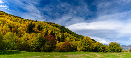 Forest with autumn leaves in Arrowtown, New Zealand