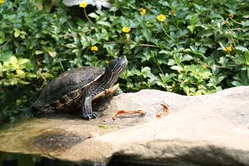 turtle on rock