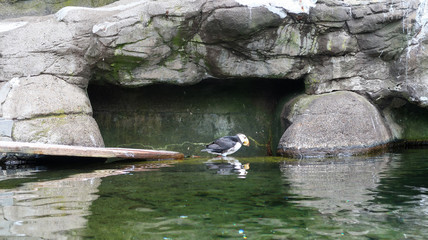 puffin in river