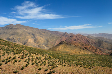 Reforestation project along the Tizi n Tichka Pass over the High Atlas mountains Morocco