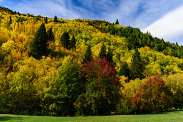 Fototapeta premium Forest with autumn leaves in Arrowtown, New Zealand
