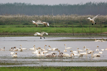 Fototapeta na wymiar Flying swans winter in China's inner lakes