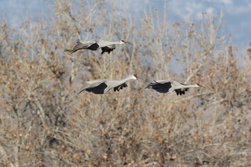 Sandhill Crane Bosque del Apache Wildlife Reserve New Mexico USA