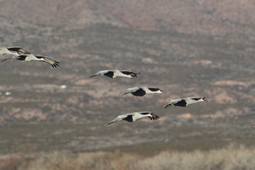 Sandhill Crane Bosque del Apache Wildlife Reserve New Mexico USA