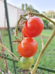 red tomatoes on the vine