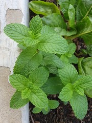 fresh mint leaves in the garden