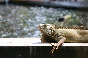 iguana on a branch