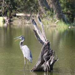 great blue heron