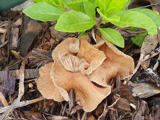 Wild mushrooms in the garden