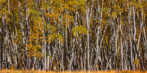 Panoramic view of row of Aspen trees