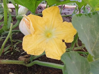 Pumpkin flower in the garden