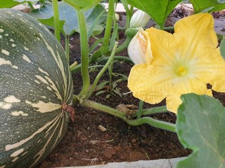 Kent pumkin and flowers