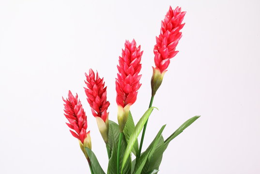 Fake Red cone ginger flower on white background