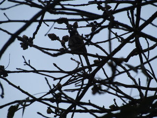 bird in the bush trees