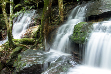 Fototapeta premium waterfall in forest