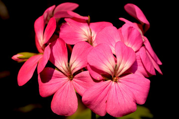 Flores rosas