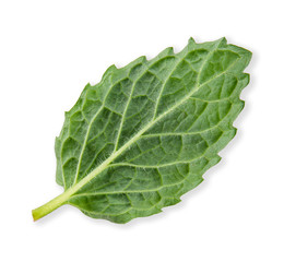 pepper mint isolated on white clipping path