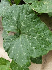 Leaf of a pumpkin plant