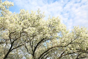 Apple tree in spring time - background