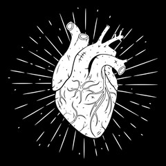 Human heart. Hand drawn vector illustration with human heart. Used for poster, banner, t-shirt print, bag print, badges and logo design.