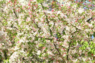 Apple tree in spring time - background
