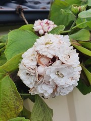bouquet of white flowers