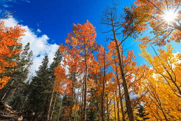 Tall Aspen trees and sun flare