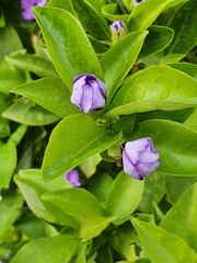 Yesterday Today Tomorrow buds