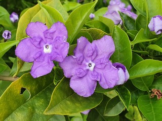 Yesterday Today Tomorrow flowers