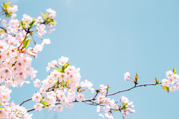 Fototapeta na wymiar Pink cherry blossoms with pastel blue sky