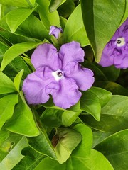 Yesterday Today Tomorrow flower