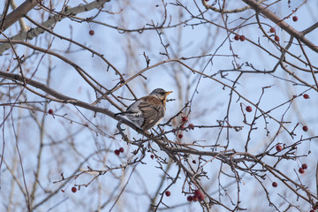 Blackbird throat (lat.Turdus pilaris) on a wild apple tree in se