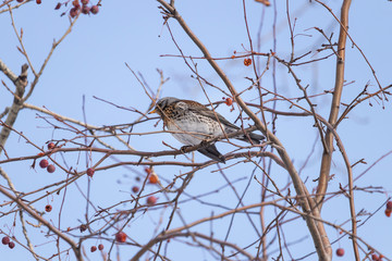Blackbird throat (lat.Turdus pilaris) on a wild apple tree in se