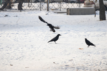 Three crows around one piece of food in the snow
