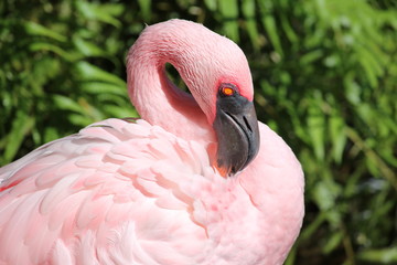 closeup of flamingo