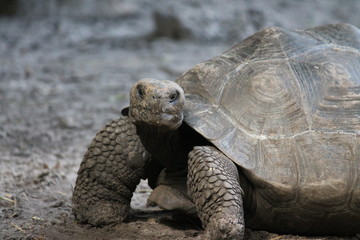 Obraz premium turtle