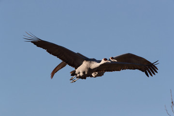 Sandhill Crane Bosque del Apache Wildlife Reserve New Mexico USA