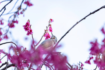 寒緋桜の蜜を吸うヒヨドリ