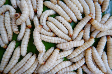 Selective focus of bamboo borer on background. Omphisa fuscidentalis is a member of Crambidae.