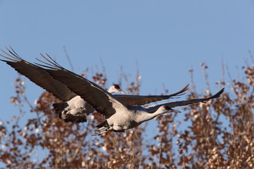 Sandhill Crane Bosque del Apache Wildlife Reserve New Mexico USA
