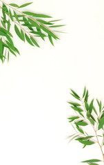 green eucalyptus leaves, branches frame  isolated on a white background. flat lay, top view. poster