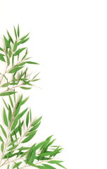 Obraz premium green eucalyptus leaves, branches frame isolated on a white background. flat lay, top view. poster