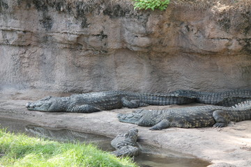 crocodile in zoo
