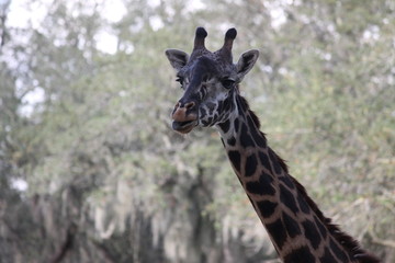 giraffe in the zoo